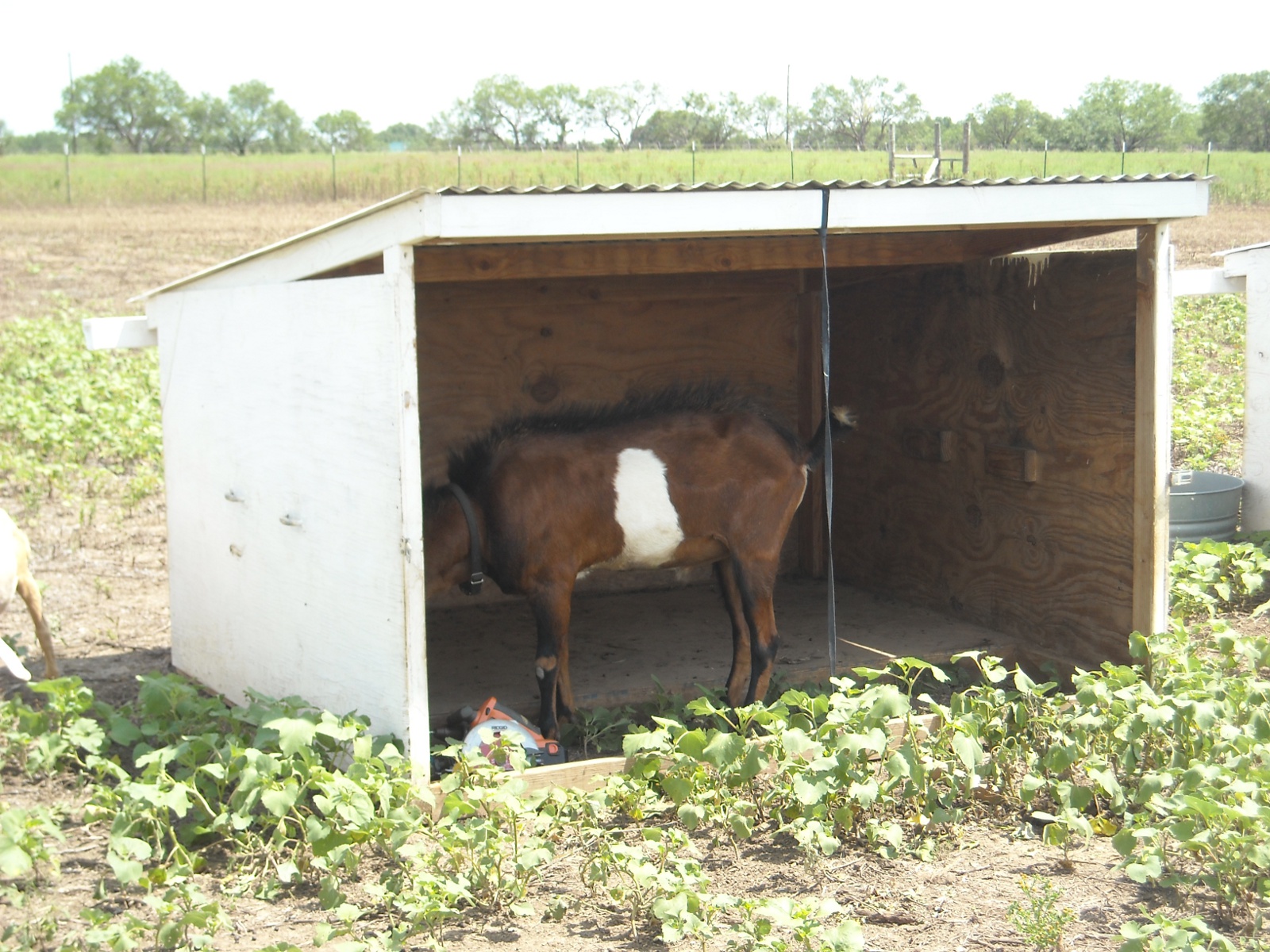 Goat Shed Designs