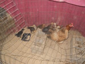 2nd Hatching of 2021 Chicks