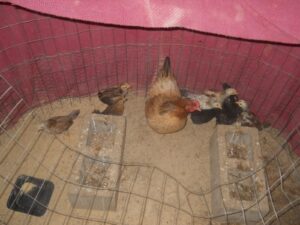 More of 2nd Hatching of 2021 Chicks