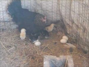 Video of 3rd, 4th & 5th 2021 Chicks Hatchings