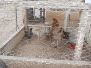 7th 2021 Chick Hatching