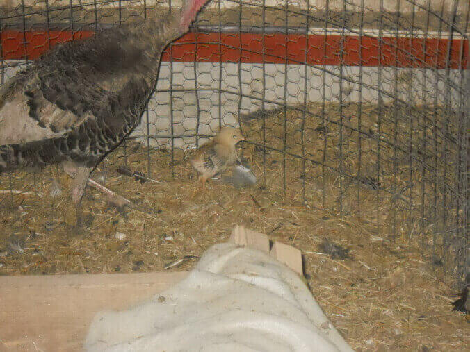 First 2022 Chicken Chick by a Turkey Mommy