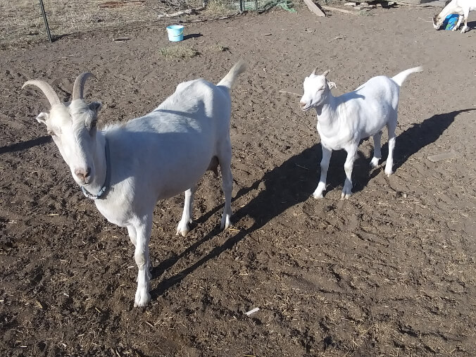 2022 Goat Kids