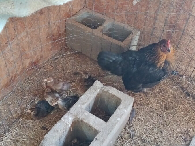 3rd Round of 2022 Turkey Chicks