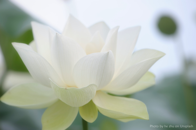 Pure White Flower