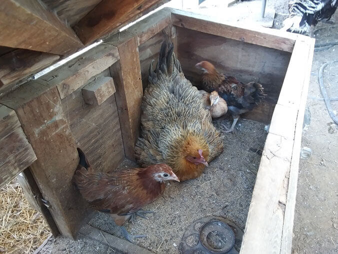 2nd Round of 2023 Chicken Chicks