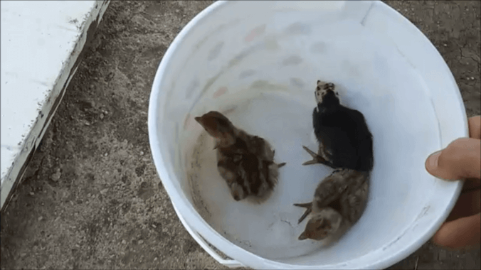 2023 Turkey Chicks