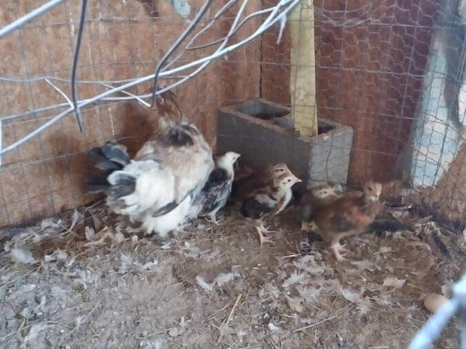 2023 Chicken Chicks