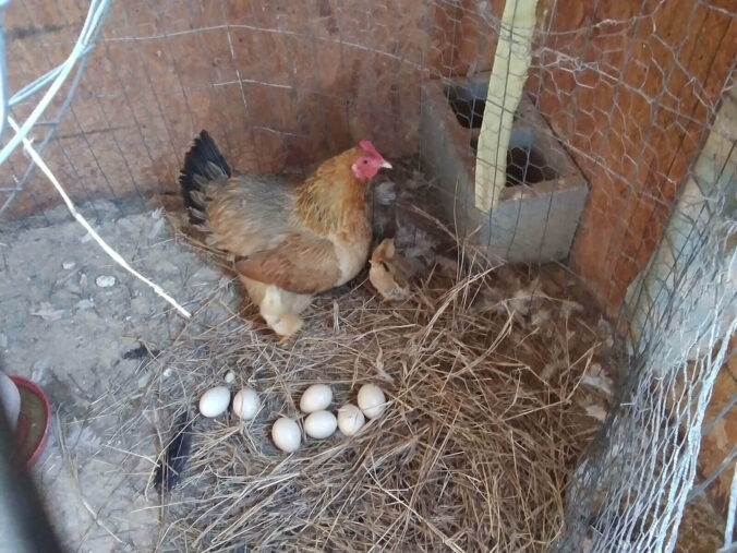 First 2024 Chicken Chicks