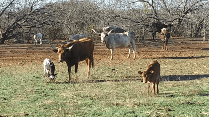 Cattle Late Winter 2024