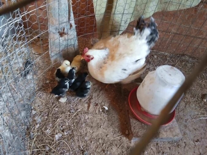 2nd Round of 2024 Chicken Chicks