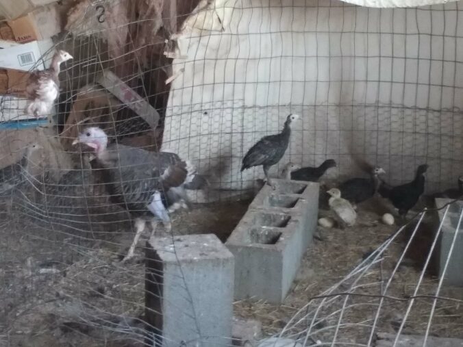 Turkey Chicks 2024