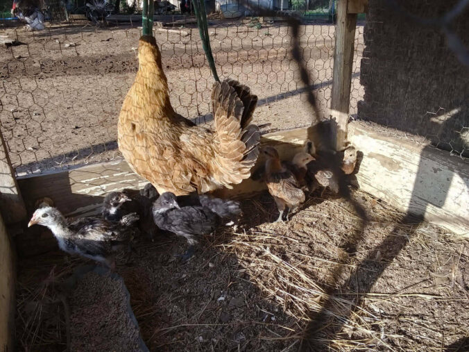 3rd & 4th Round of 2024 Chicken Chicks