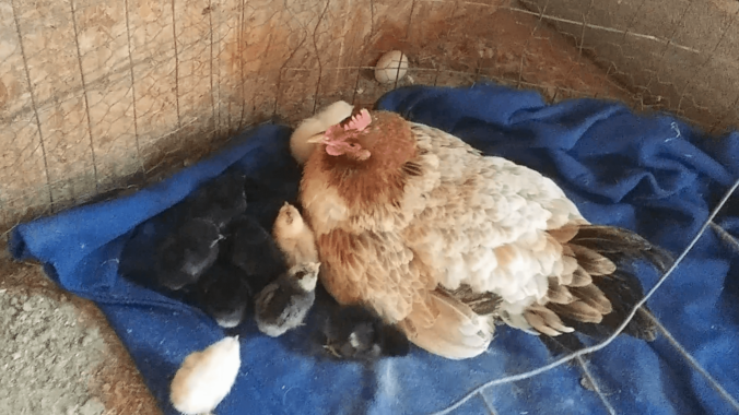 First 2025 Chicken Chicks