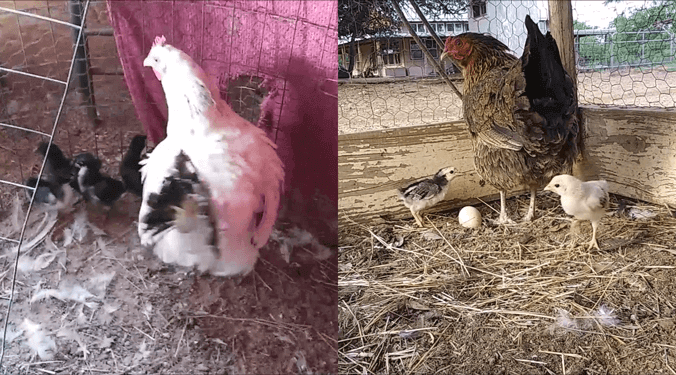 Groups 2 & 3 of 2025 Chicken Chicks