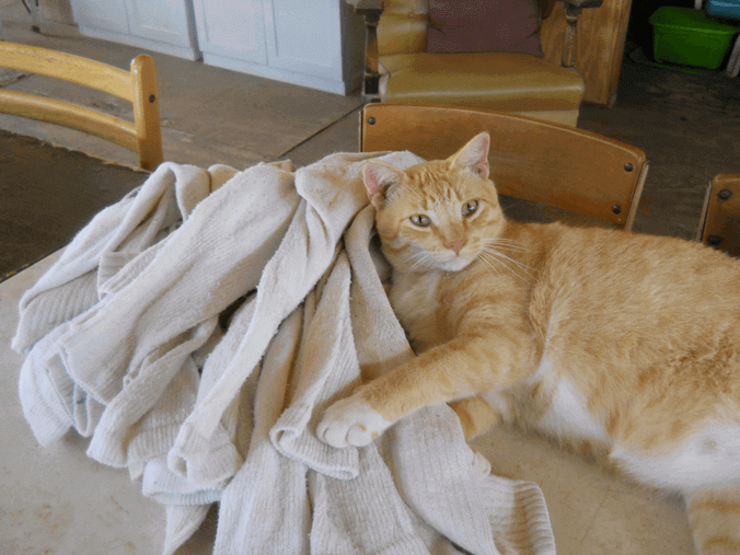 Our Cat Tuscan