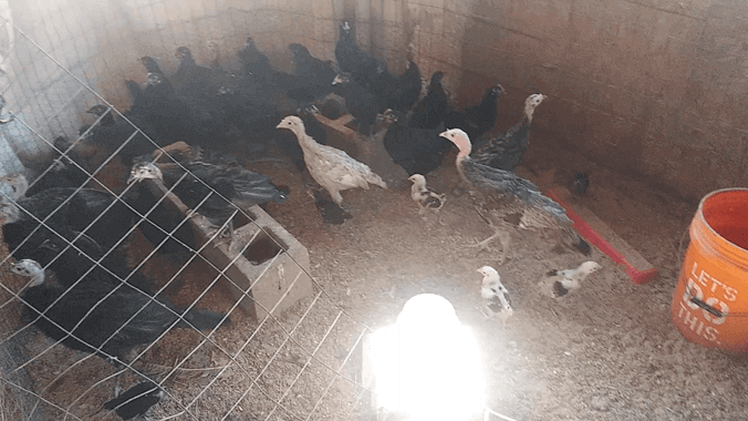 2025 Turkey & Chicken Chick Gusher