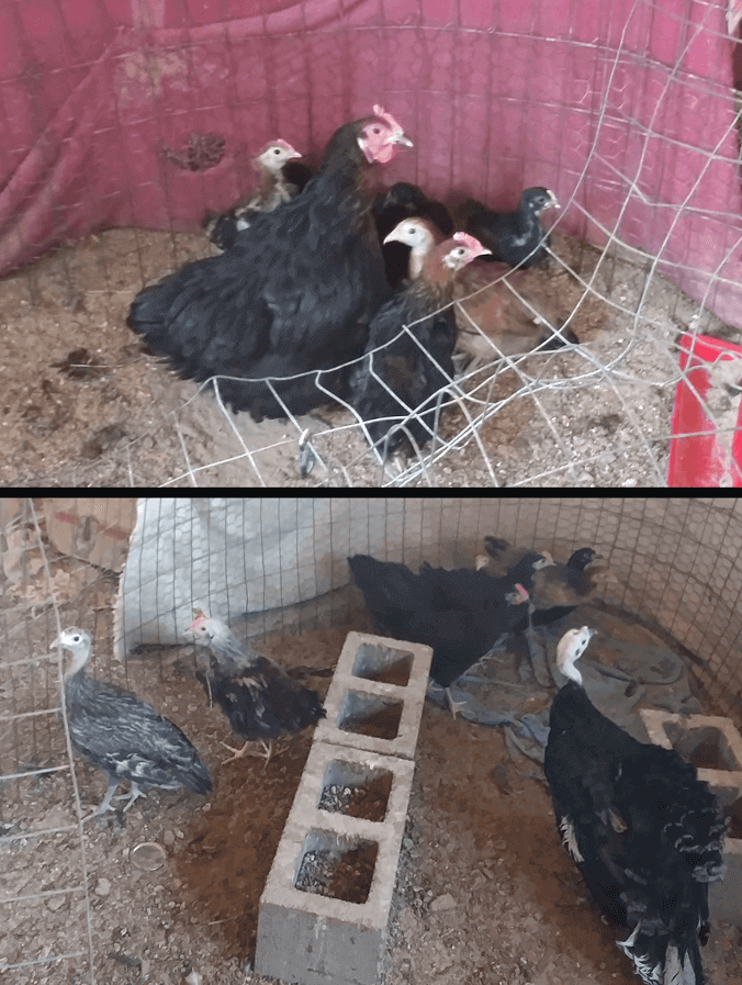 Chicken and Turkey Chicks September 2025