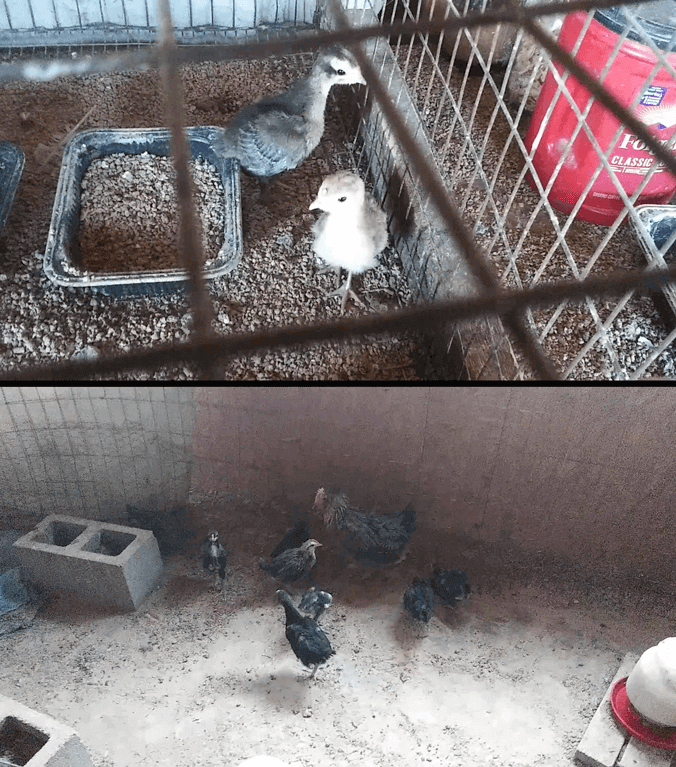 Turkey & Chicken Chicks 2025