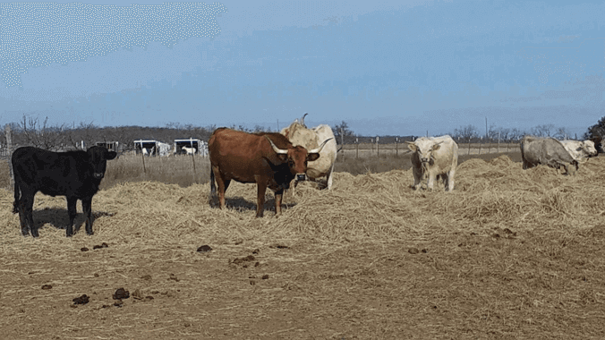 Spanish Longhorn Cattle Late Fall 2025