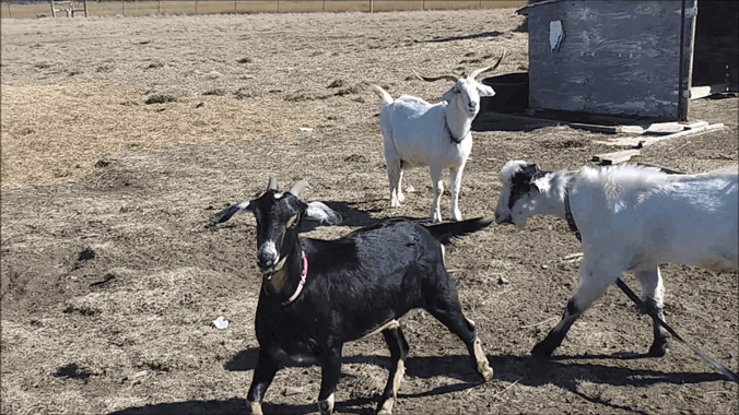 Goat Breeding Time 2025