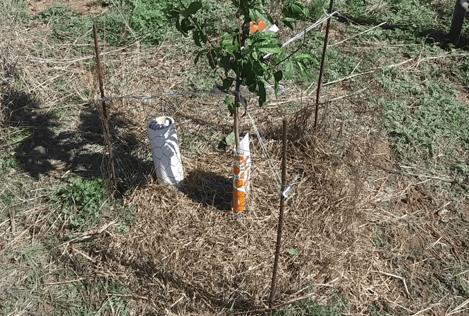 Orchard Tree Underground Gravel Watering System