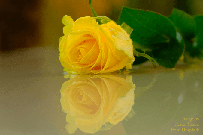 Yellow Rose and Relfection