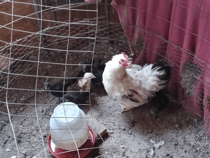 First 2026 Chicken Chicks
