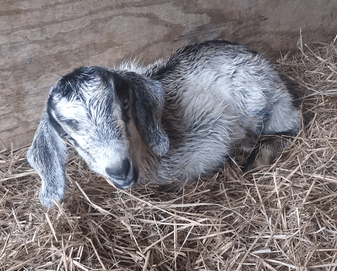 New Goat Kid 2026