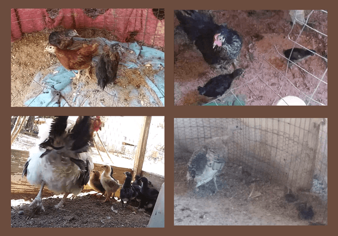 2026 Chicken and Turkey Chicks - Update I