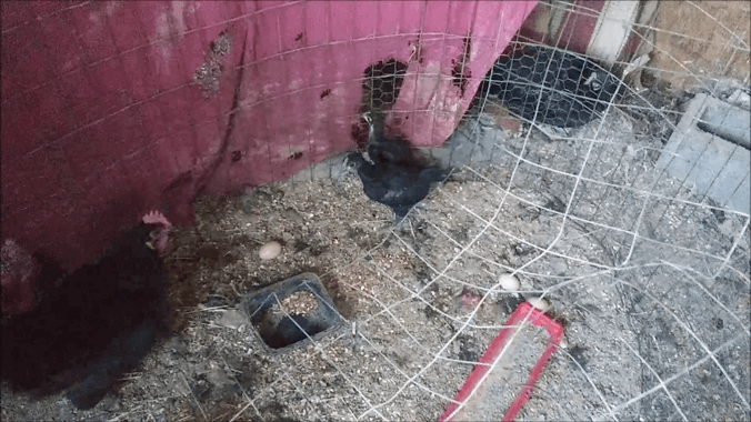 New Chicks - October 2026