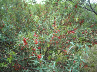 Agarita Berry Bush