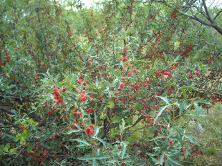 Agarita Berry Bush