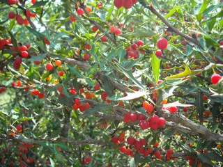 Agarita Berries