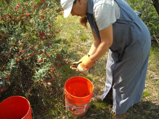 Sue Picking Agarita Berries