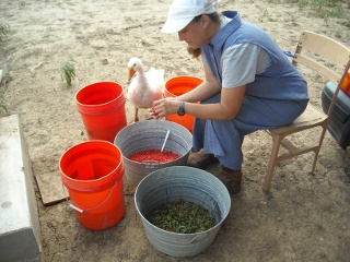 Sue Cleaning Agarita Berries