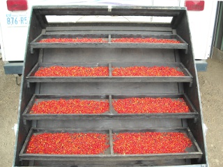 Drying Agarita Berries in Our Solar Food Dehydrator