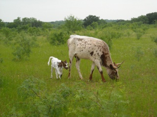 New Longhorn Heifer Calf Alba