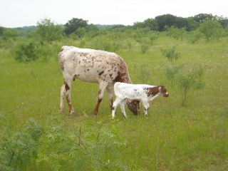 Profile View of New Longhorn Heifer Calf Alba