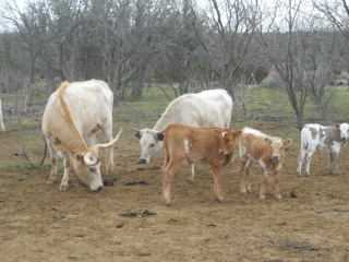 New Pure Longhorn Calf Amadis