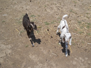 New 2012 Goat Doe and Buck Annie and Spot