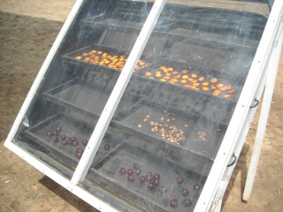 Apricot Halves and Pits in Solar Food Dehydrator