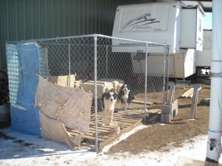 Border Collies Brodey and Nessa in Kennel Under Barn Lean-to