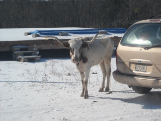 Longhorn Cow Amistosa Standing After Laying Down for Over Two Weeks