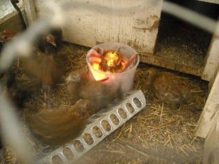 Fat Lamp in Mini Chicken Tractor