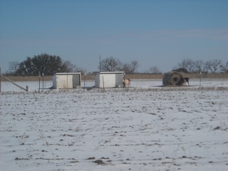 Goats and Goat Sheds After Arctic Storm