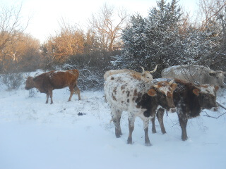 Cattle After Freezing Snow Storm