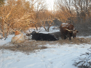 More Cattle After Freezing Snow Storm