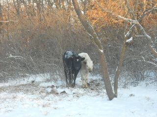 Another of Cattle After Freezing Snow Storm