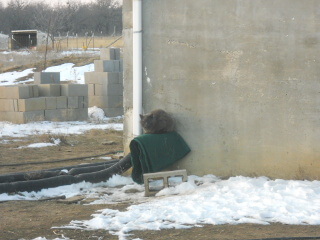 Mimi-Dude on the Cistern Spigot